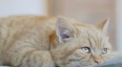 Depresia u mačiek - príznaky, dôvody, prečo pomôcť zviera